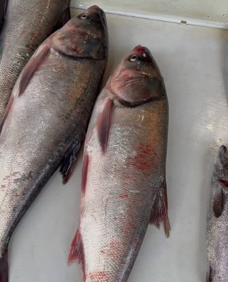 تصویر 2 از ماهی کپور مریوان صید تازه از منابع آبی غرب با طعم طبیعی و اصیل